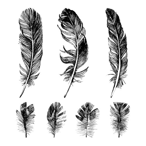 Realistic detailed feathers set hand drawn Vector Image