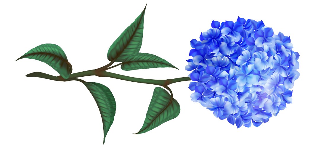 Hydrangea flower realistic hortensia blue blossom vector image