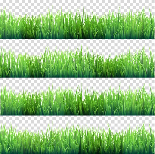 Green grass isolated transparent background Vector Image