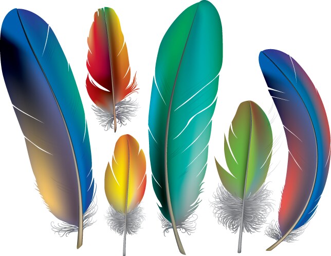 Bird colored feathers set Royalty Free Vector Image