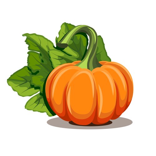 Pumpkins with leaves isolated on white background vector image