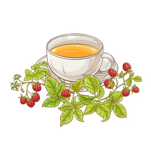 Raspberry Tea Vector Images (over 1,400)