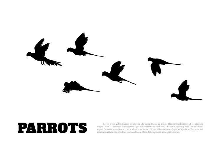 Parrots Flock Silhouette on White Vector Image