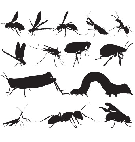 Vector Insect Ca Insects Royalty Free Vector Image - VectorStock