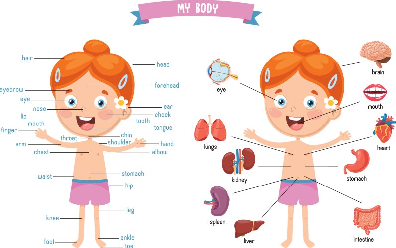 Human body parts Royalty Free Vector Image - VectorStock