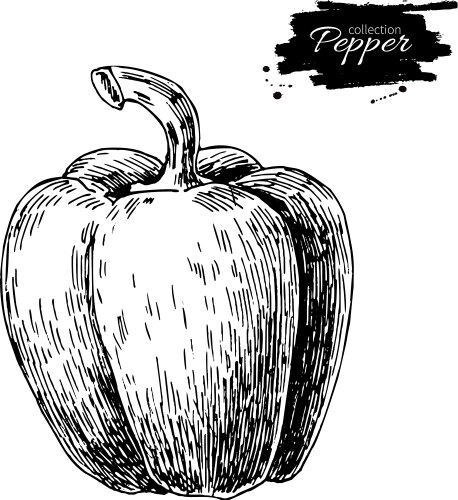 Pepper hand drawn vegetable Royalty Free Vector Image