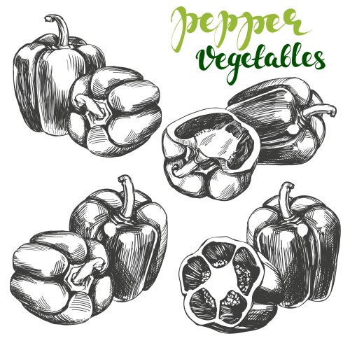 Bell Pepper Vegetable Collection Vector Image