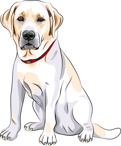 Red Labradore Vector Labrador puppy Royalty Free Vector Image - VectorStock
