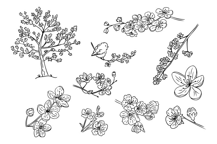 Sakura Blossom Doodles Vector Image