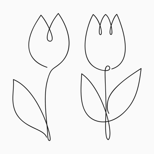 Tulip flower line art contour drawing minimalism Vector Image