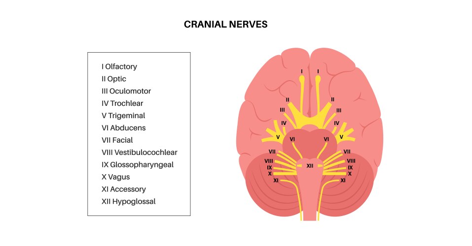 Cranial nerves anatomy Royalty Free Vector Image Biology Diagrams