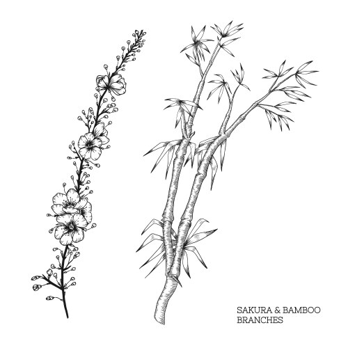Sakura and Bamboo Branch Artwork Vector Image