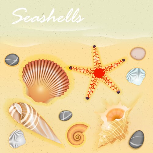 Seashells Royalty Free Vector Image - VectorStock