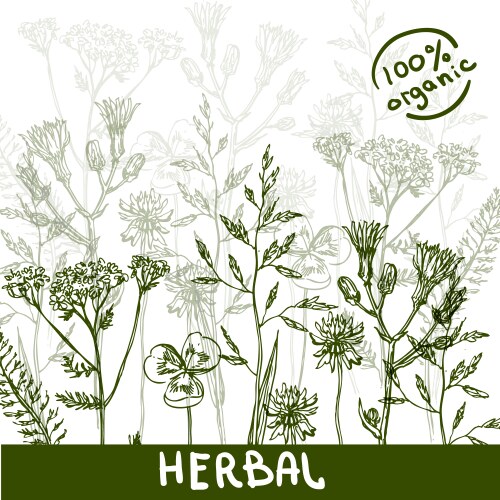 Wildflower Sketch Vector Image