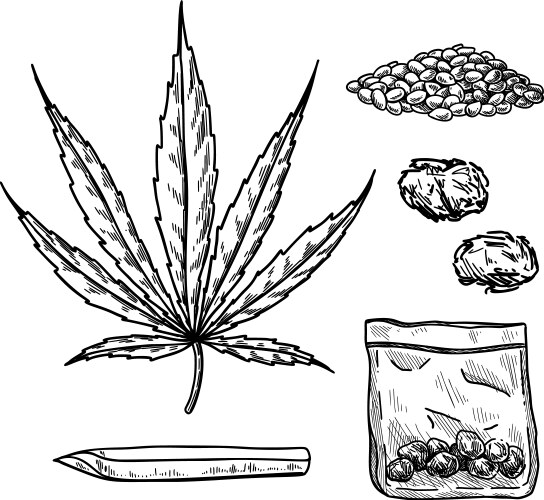 Cannabis Bud & Leaf Drawing Set Vector Image