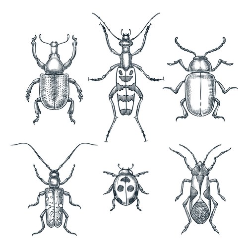 Detailed Beetle & Bug Sketch Collection Vector Image