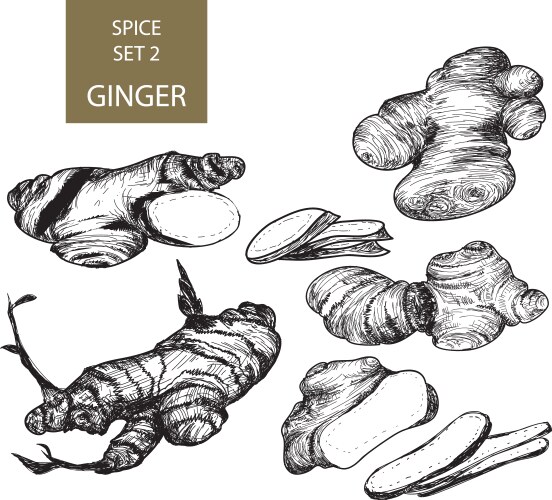 Ginger Root Set Vector Image