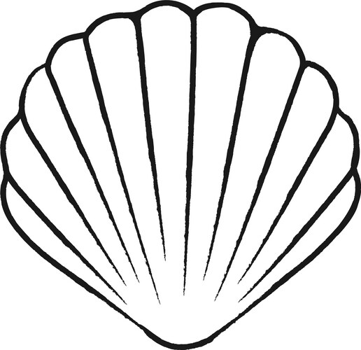 Boho Seashell Sketch Vector Image