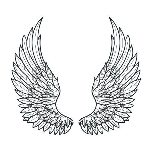 Hand-Drawn Bird Wings Vector Image