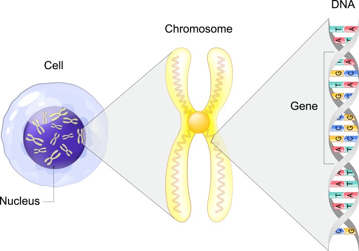 Cell Chromosome DNA Structure Royalty Free Vector Image