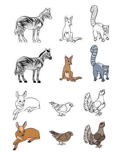 Classification of animals reptiles amphibians Vector Image