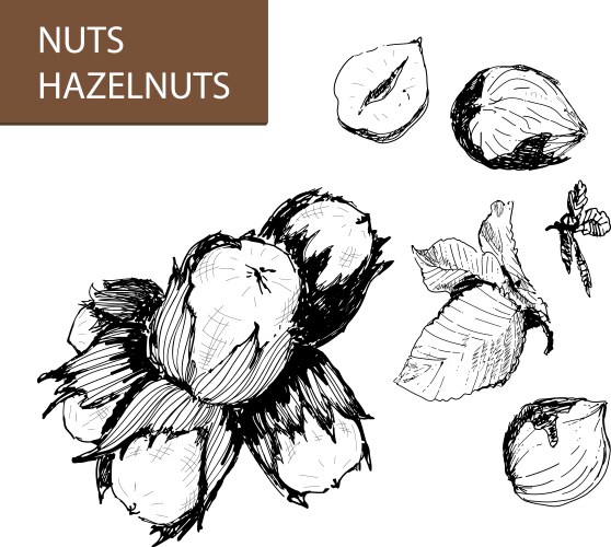 Hazel Tree Vector Images (over 560)