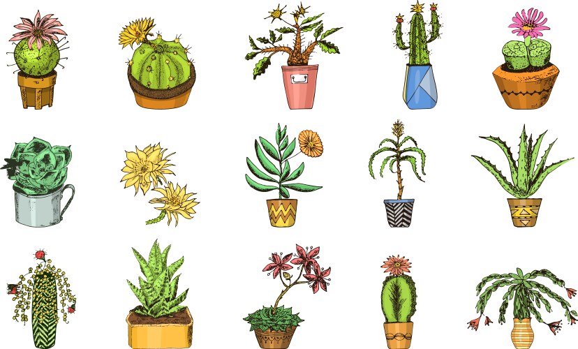 Cute Cactus & Succulent Stickers Vector Image