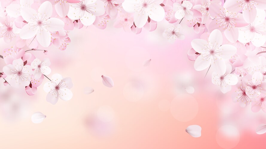 Blossoming light pink sakura flowers vector image