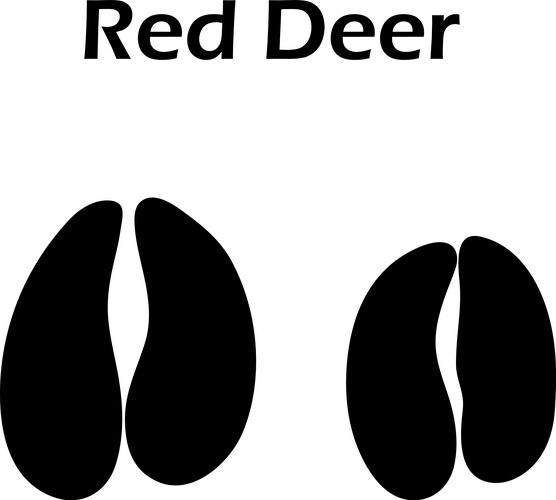 Red deer footprint Royalty Free Vector Image - VectorStock