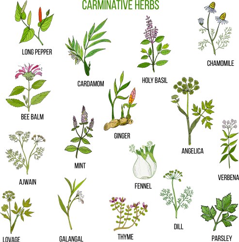 Carminative Adaptogen herbs hand drawn set of medicinal Vector Image