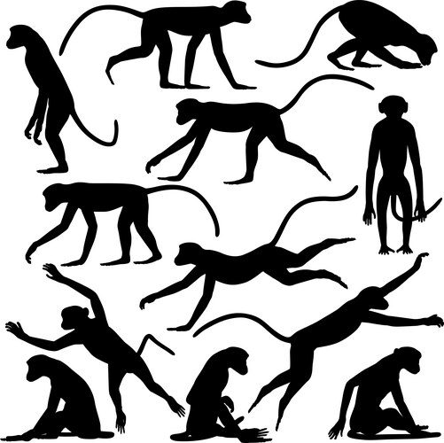 Monkey Silhouettes - Diverse Poses Vector Image
