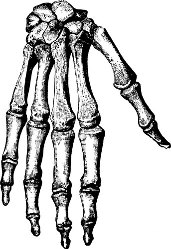 Vintage Anatomical Hand Drawing Vector Image
