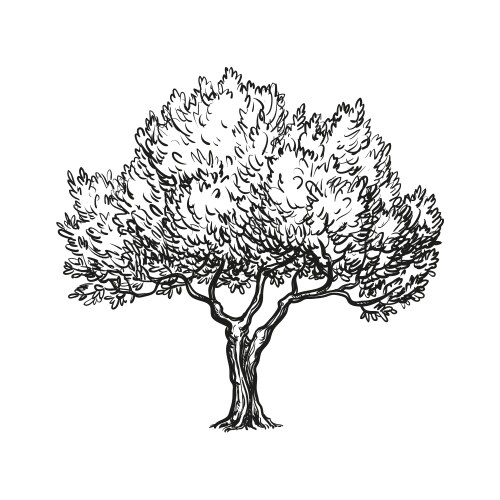 Olive tree logo engraved or hand drawn isolated Vector Image