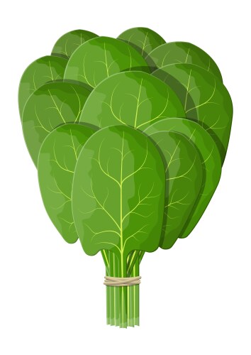 Spinach leaves icon cartoon style Royalty Free Vector Image