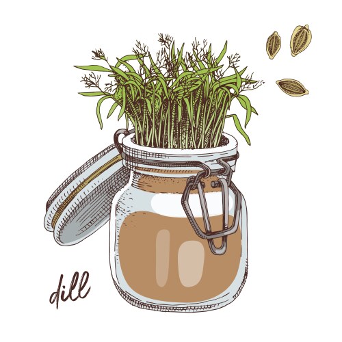 hand drawn dill microgreens healthy food vector