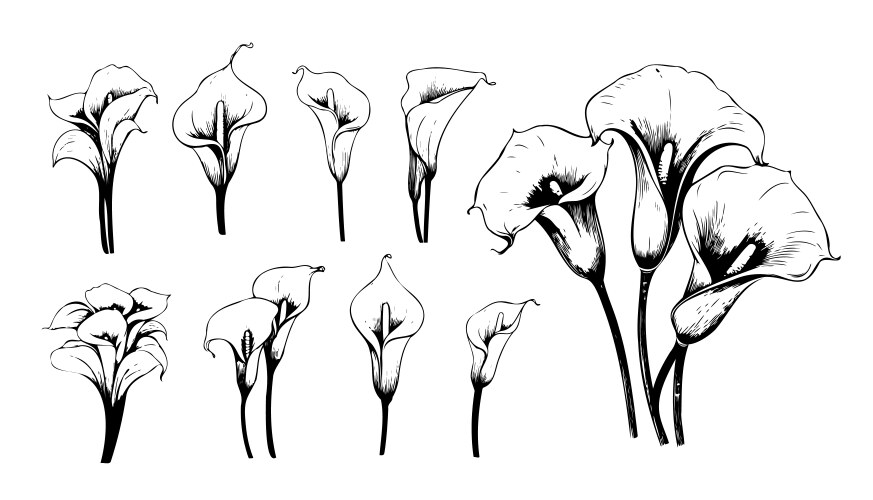 Calla lily set sketch hand drawn Vector Image