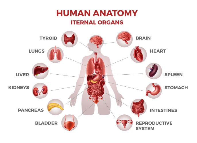 body internal organs woman anatomy vector