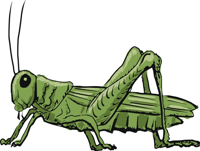 Cartoon Grasshopper Sketch Vector Image