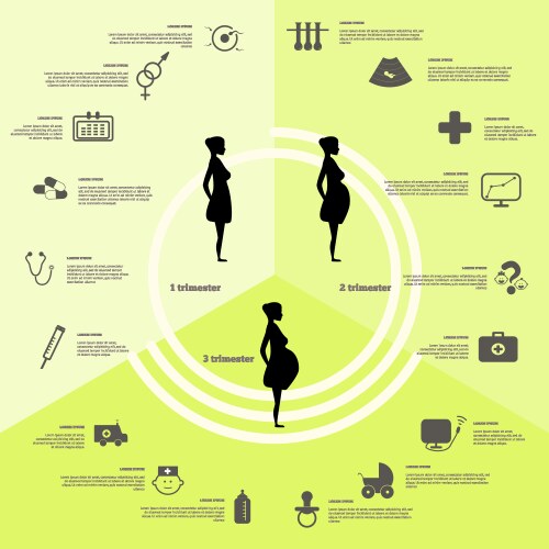 pregnancy and birth infographics stages vector image