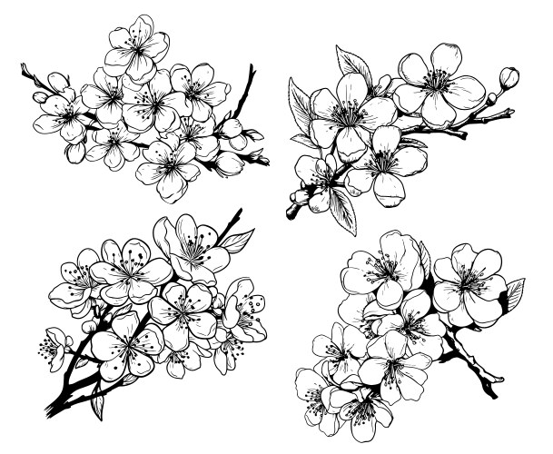 Sakura Branch with Blossoms Vector Image