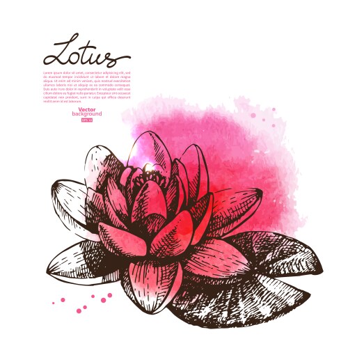 Watercolor Lotus Sketch Background Vector Image