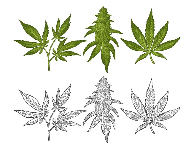 marijuana mature plant with leaves and buds vector