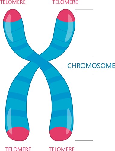 telomere is the end of a chromosome vector image