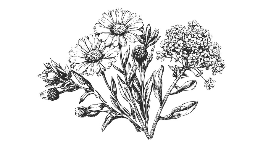 Black and White Wildflower Sketch Vector Image