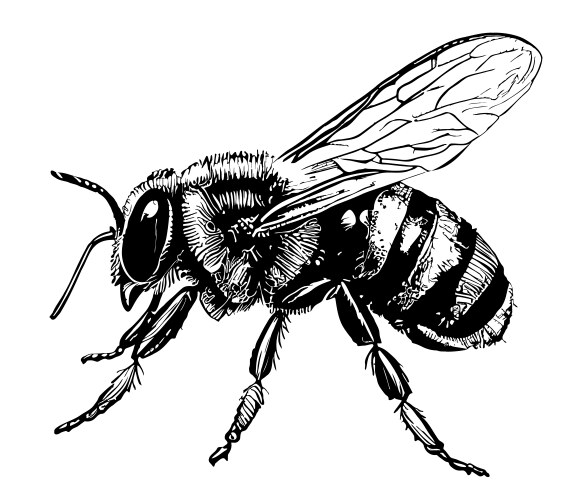 Hand Drawn Honey Bee Sketch Vector Image