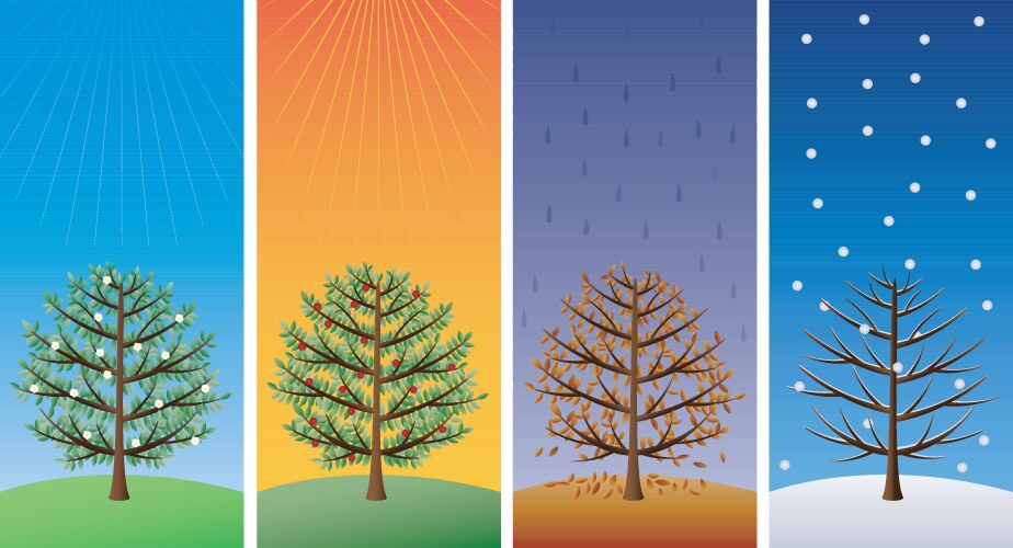 seasons trees vector