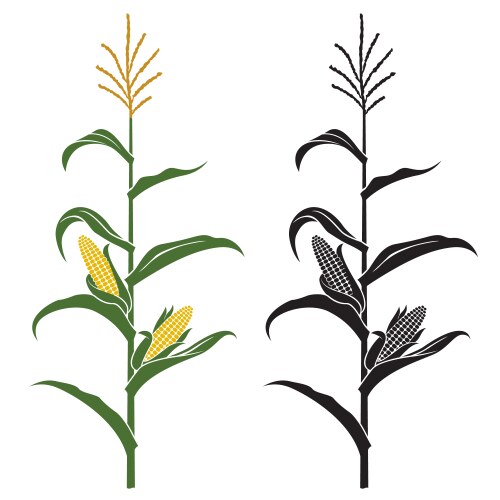 Corn Plant Icon 17 Companion Plants To Grow With Corn