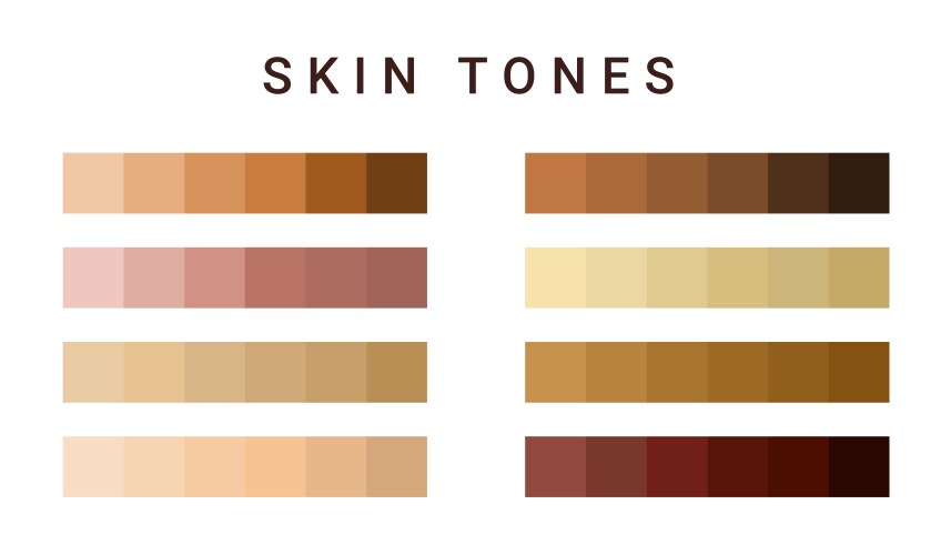 skin tone color scale chart brown palette vector image