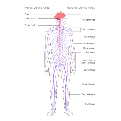 Human Central Nervous System Diagram vector image