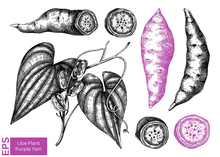 Yam Vector Images (over 1,900)